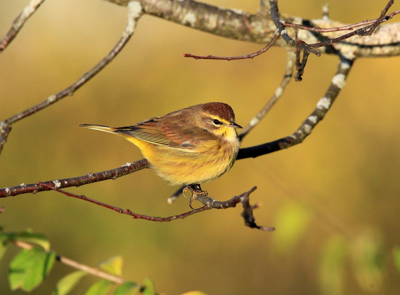 bird